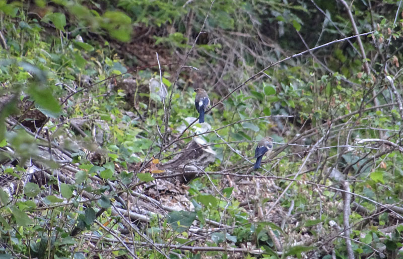 Juv. di Fringillidae: Pyrrhula pyrrhula